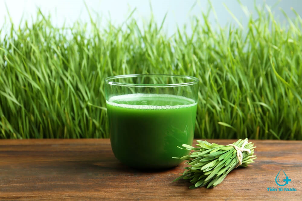 nước ép cỏ lúa mì