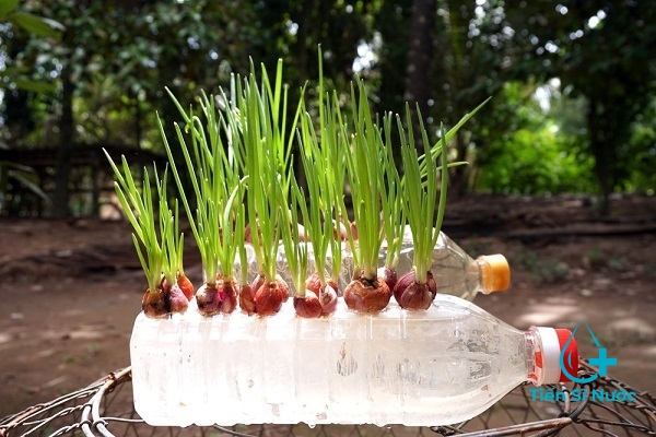 Cách trồng hành lá trong thùng xốp dễ thành công