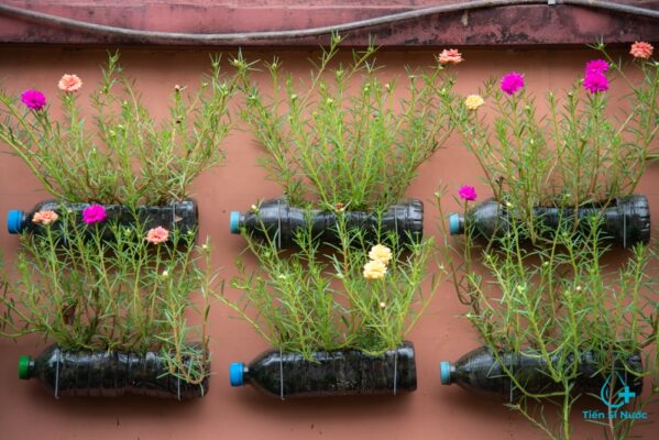 cách trồng hoa mười giờ trong chai nhựa