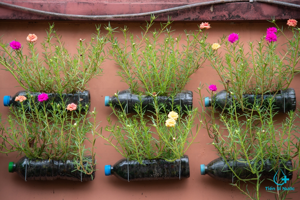 cách trồng hoa mười giờ trong chai nhựa