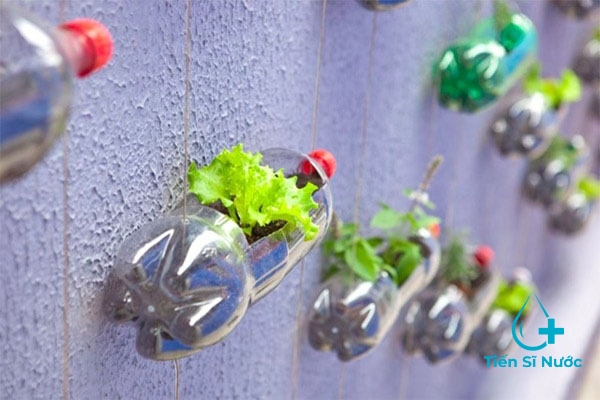 trồng rau bằng chai nước khoáng