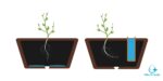 Vai trò của nước đối với thực vật