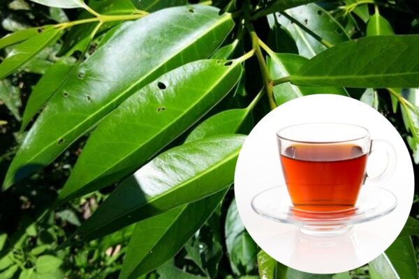 Giải đáp mới nhất uống nước lá vối mỗi ngày có tốt không